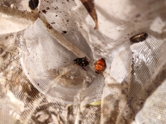 Thermonectus marmoratus