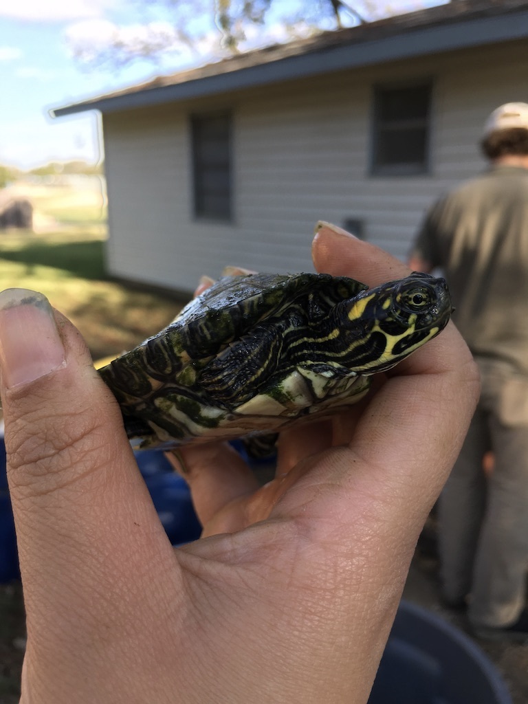 Texas Cooter from Comal River, New Braunfels, TX 78130, USA on November ...