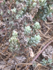 Atriplex leucophylla