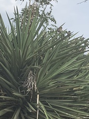 Campylorhynchus brunneicapillus