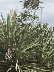 Campylorhynchus brunneicapillus