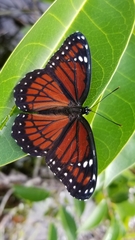 Limenitis archippus floridensis