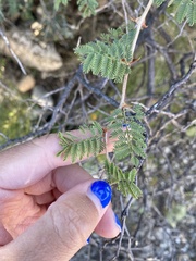 Mimosa aculeaticarpa biuncifera