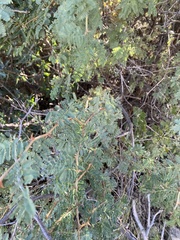 Mimosa aculeaticarpa biuncifera