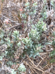 Atriplex leucophylla