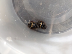 Thermonectus marmoratus