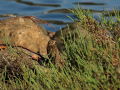 Passerculus sandwichensis beldingi