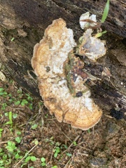 Trametes tenuis