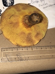 Suillus caerulescens