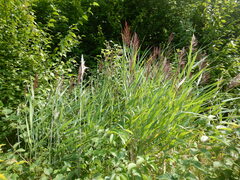 Phragmites australis