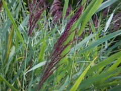 Phragmites australis