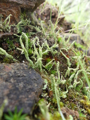 Cladonia scabriuscula