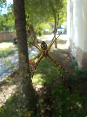 Argiope argentata