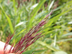 Phragmites australis