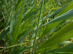 Phragmites australis