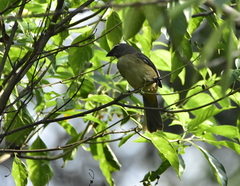 Saltator grandis