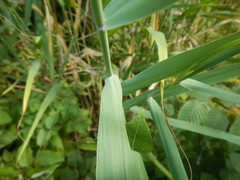 Phragmites australis