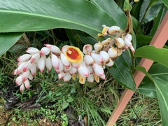 Alpinia zerumbet