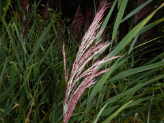 Phragmites australis