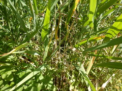 Phragmites australis