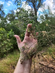 Cassinia laevis