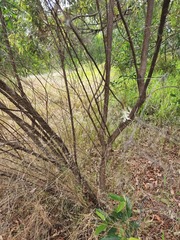 Cassinia laevis