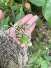 Pimelea linifolia