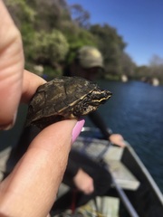 Sternotherus odoratus