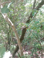 Dalbergia granadillo