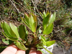 Arctostaphylos virgata