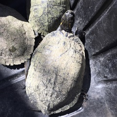 Pseudemys texana