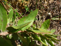 Arctostaphylos virgata