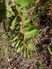 Arctostaphylos virgata
