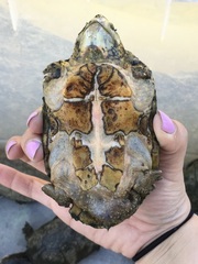 Sternotherus odoratus