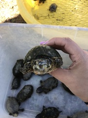 Sternotherus odoratus