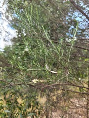 Cassinia laevis