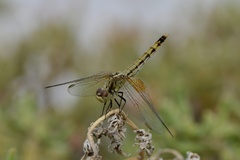 Erythrodiplax corallina