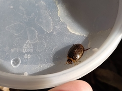 Thermonectus sibleyi
