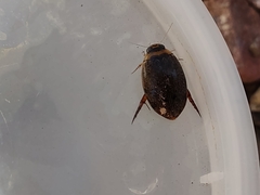 Thermonectus sibleyi
