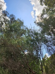 Cassinia laevis