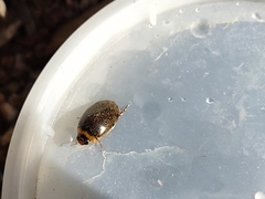 Thermonectus sibleyi
