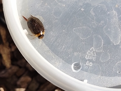 Thermonectus sibleyi