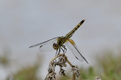 Erythrodiplax corallina