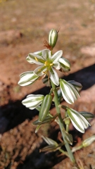 Albuca consanguinea