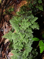 Hymenophyllum polyanthos