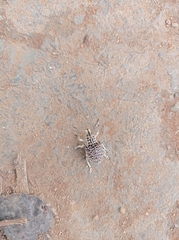 Cydianerus latruncularius