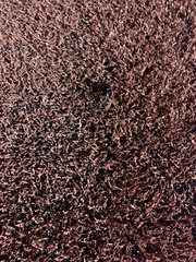 Pasimachus californicus