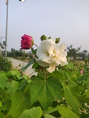 Hibiscus mutabilis