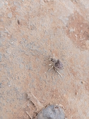 Cydianerus latruncularius