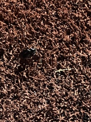 Pasimachus californicus